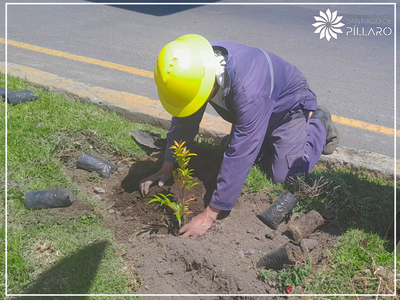 Siembra de plantas