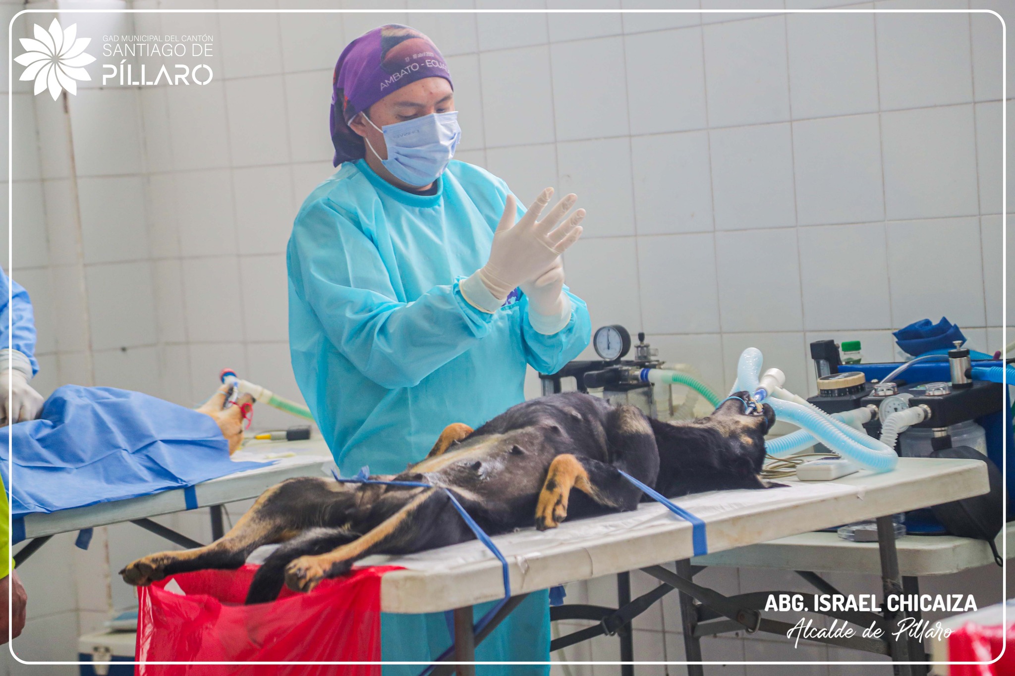 CAMPAÑA GRATUITA DE ESTERILIZACIÓN CANINA Y FELINA